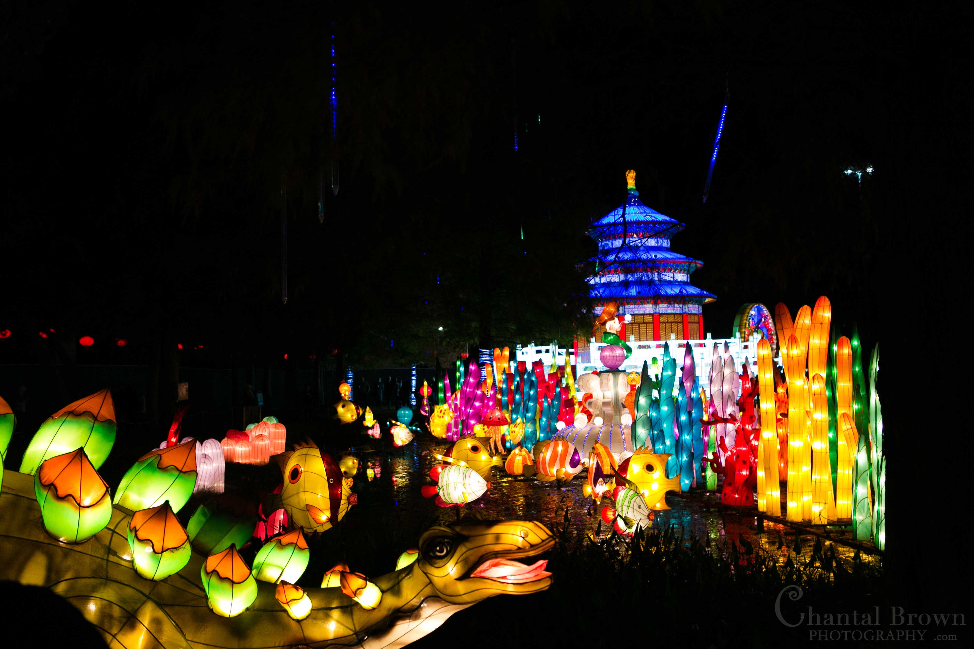 Colorful lights of dinosaurs at Chinese Lantern Festival in Dallas Fair Park Photographer